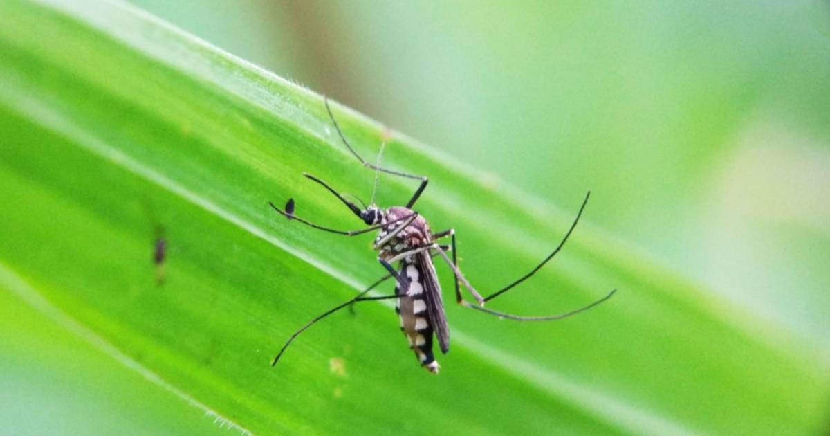 Confirman 1.172 casos de Chikungunya en Salta y advierten un aumento del 44,8% en una semana