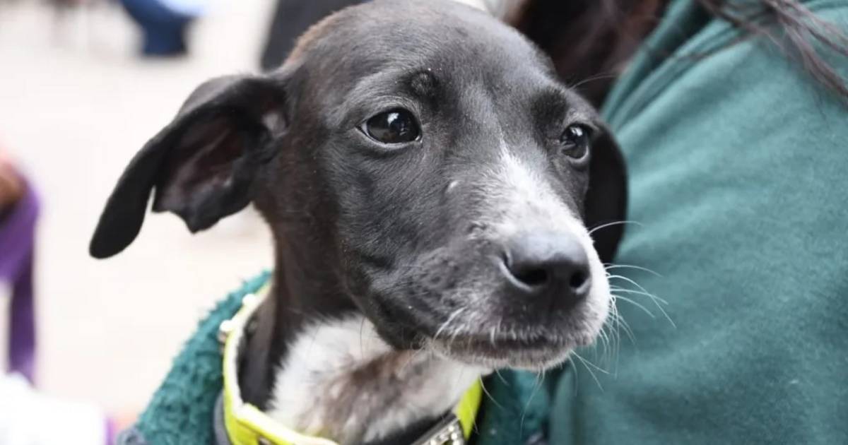El Centro de Adopciones Municipal festejará el Día del Animal