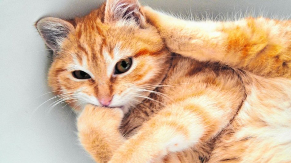 Gusanos cardíacos en el gato