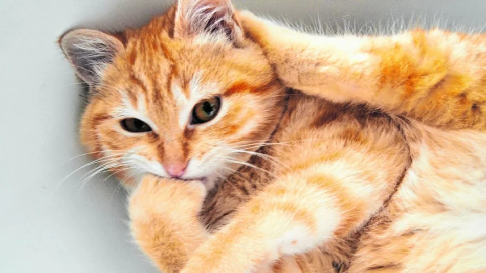 Gusanos cardíacos en el gato