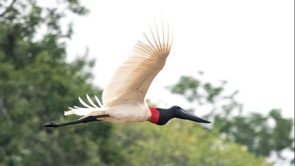 Registro de especies de aves: "Salta se coronó por quinta vez campeona del Big Day" 