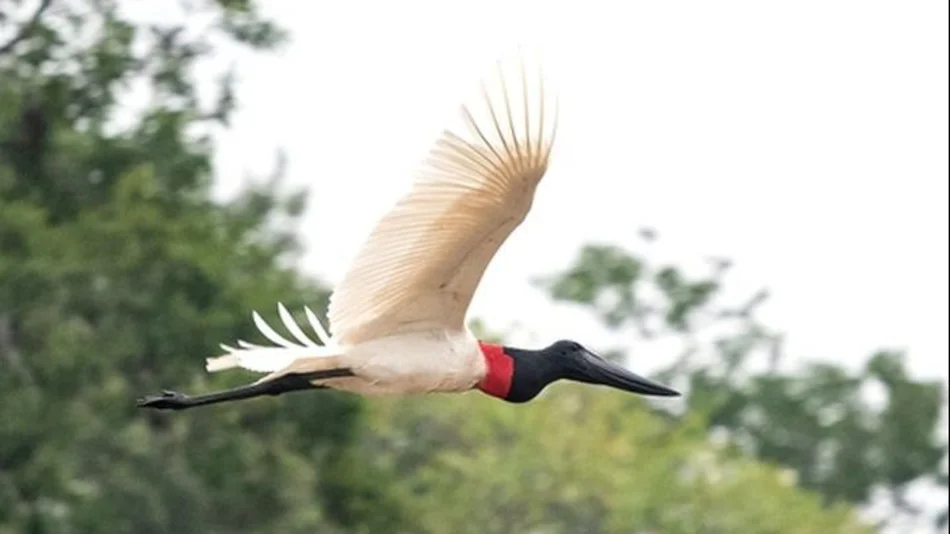 Registro de especies de aves: "Salta se coronó por quinta vez campeona del Big Day" 