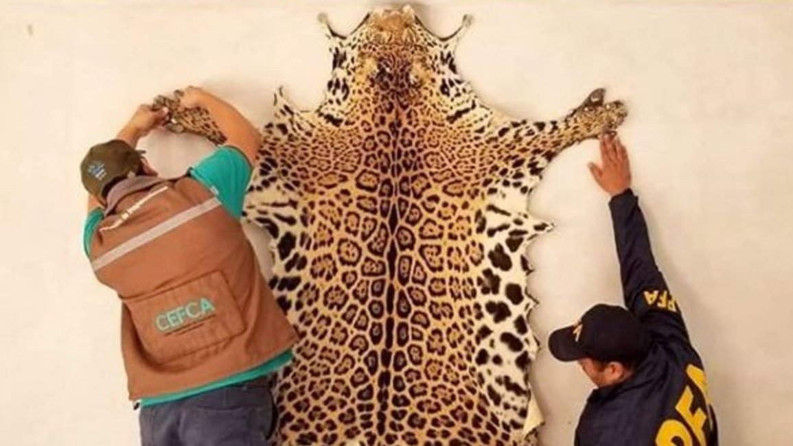 Decomisaron el cuero de un yaguareté que fue cazado y era exhibido en un hostal de Iruya