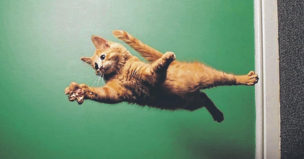 Síndrome del gato volador