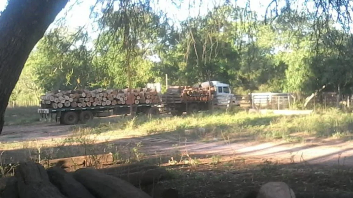 Tala clandestina: un escándalo con madera, maíz, topadoras y ganado
