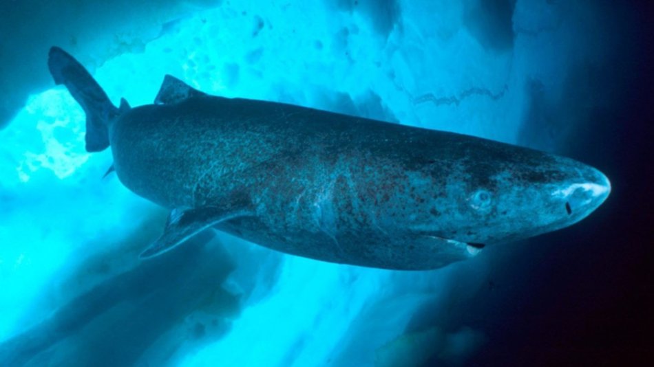 Captan la velocidad de nado del tiburón dormilón del Pacífico		
