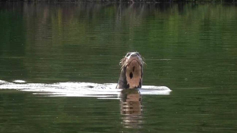 Redescubren en El Impenetrable chaqueño una especie que se creía extinta