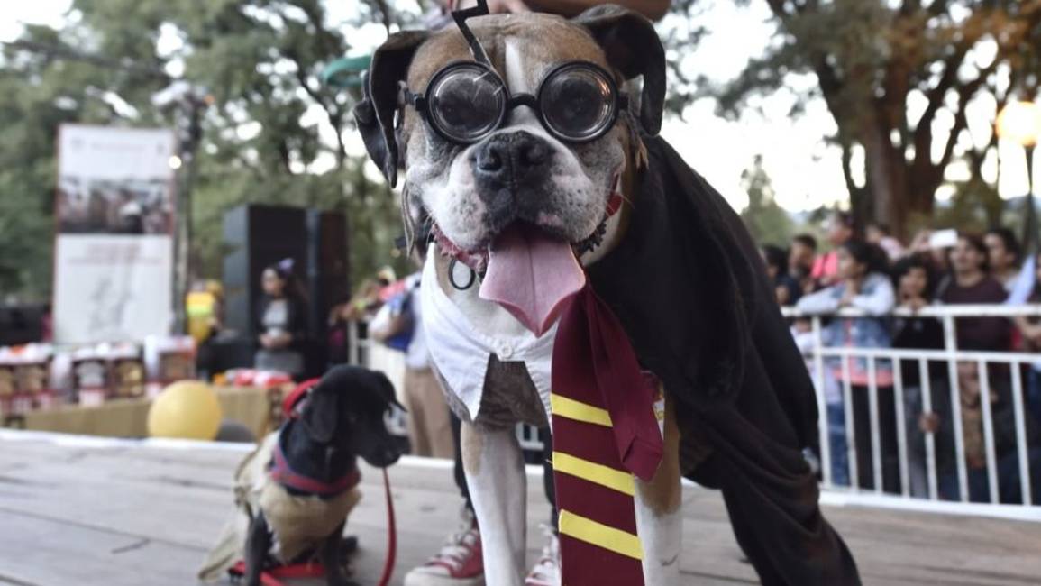 Este sábado habrá actividades por el Día del Animal en Villa Esmeralda