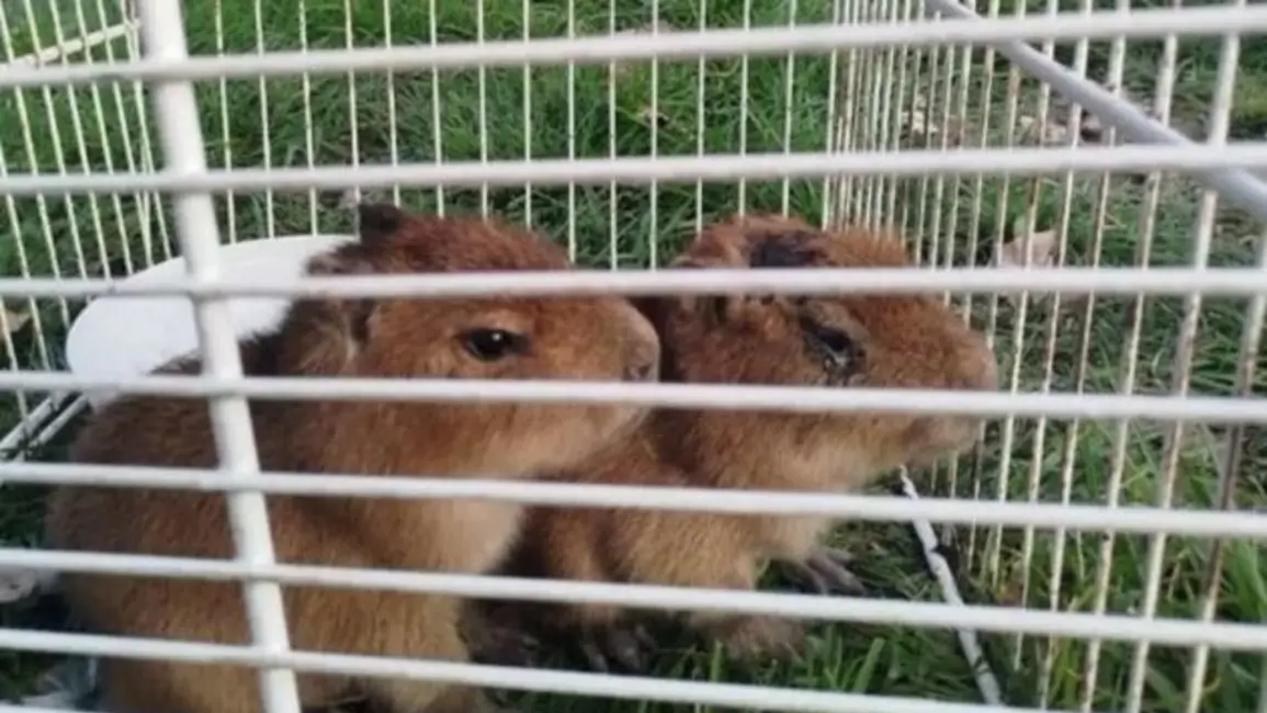 Horror cerca de Rosario: rescatan carpinchos bebés que estaban a punto de convertirse en milanesas de capibara
