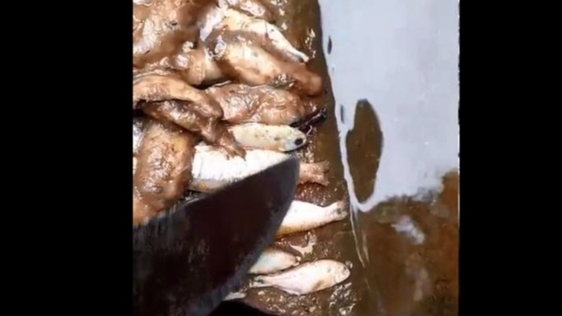 Alarma en Yariguarenda: mortandad de peces y ranas en la quebrada genera gran preocupación en la zona