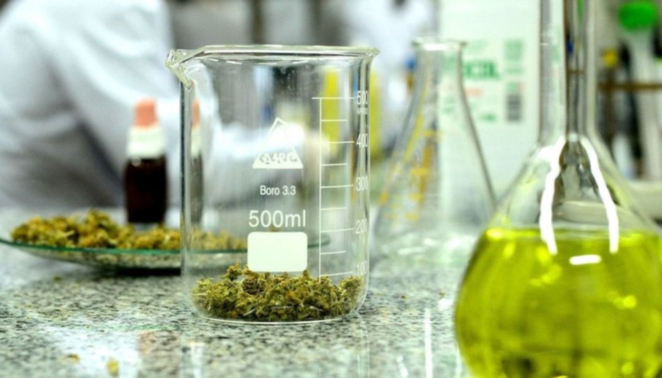 Cannabis medicinal: Salta se prepara para una jornada clave sobre el desarrollo del Reprocann y la Economía del Conocimiento- Cannabis medicinal: Salta se prepara para una jornada clave sobre el desarrollo del Reprocann y la Economía del Conocimiento