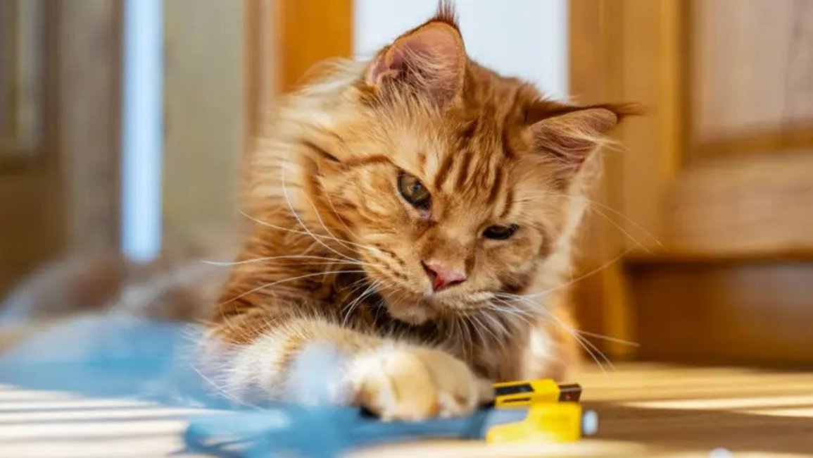 Resuelven el misterio genético detrás del color naranja en los gatos