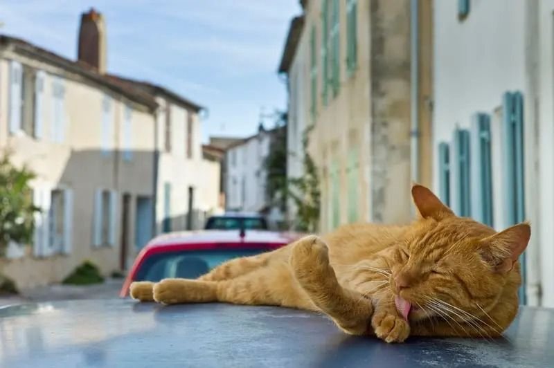 Resuelven el misterio genético detrás del color naranja en los gatos- Resuelven el misterio genético detrás del color naranja en los gatos