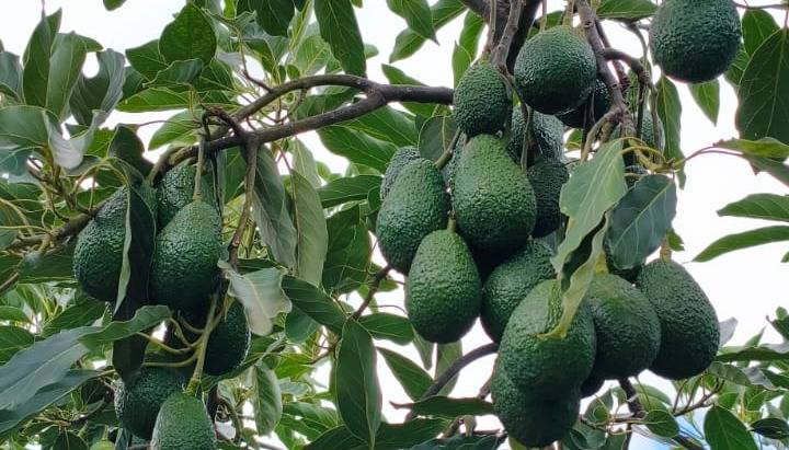 De tabaco a palta: la reconversi&oacute;n que avanza en Jujuy