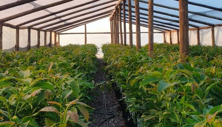 De tabaco a palta: la reconversi&oacute;n que avanza en Jujuy