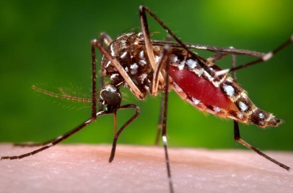 Salta recibe 20 mil dosis de vacunas contra la fiebre amarilla tras brote detectado en Bolivia