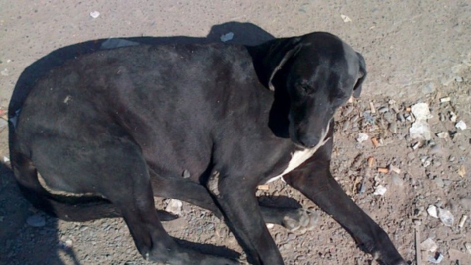 Este perrito necesita una casa | WhatsApp El Tribuno 387-4749361, Llamado a la solidaridad
