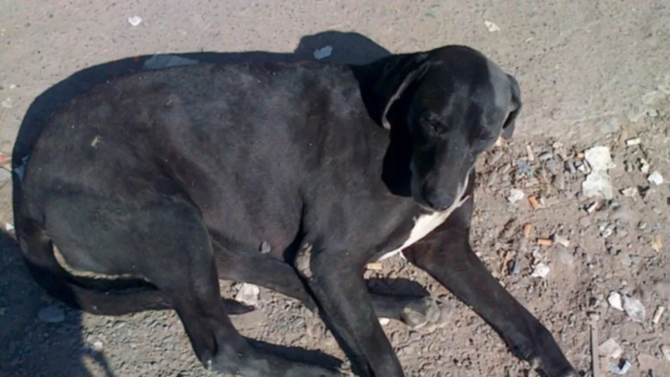 Este perrito necesita una casa | WhatsApp El Tribuno 387-4749361, Llamado a la solidaridad
