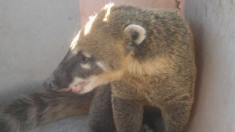 La Policía Rural incautó  especies protegidas