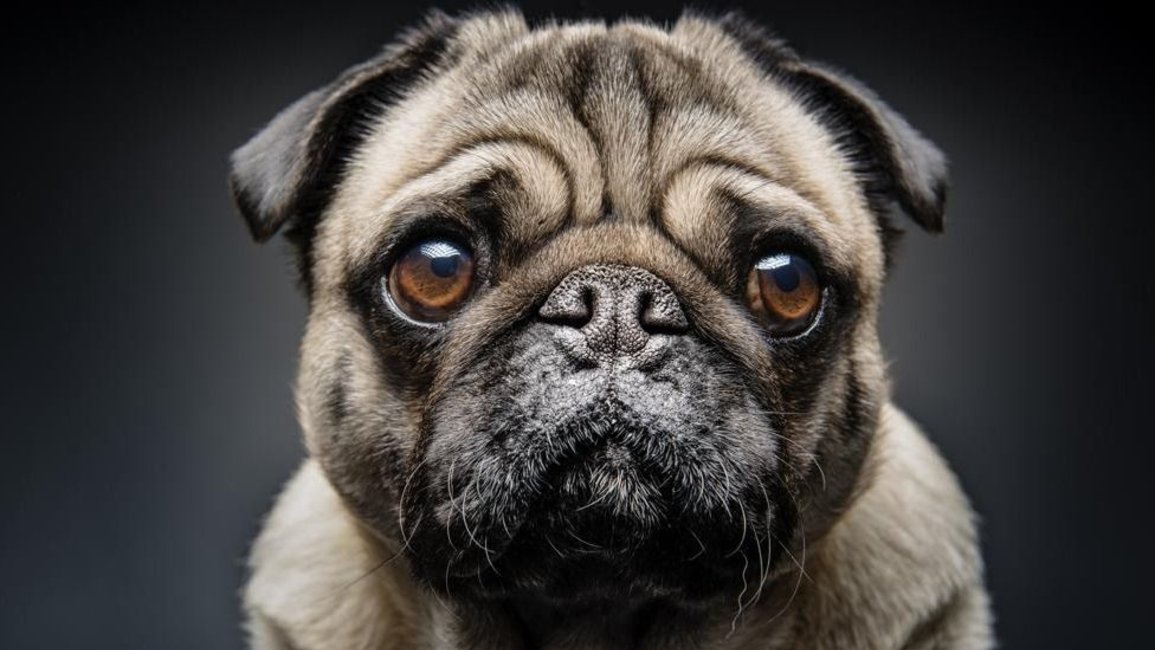 Hoy se celebra el Día Nacional del Perro. Enterate por qué se eligió esta fecha