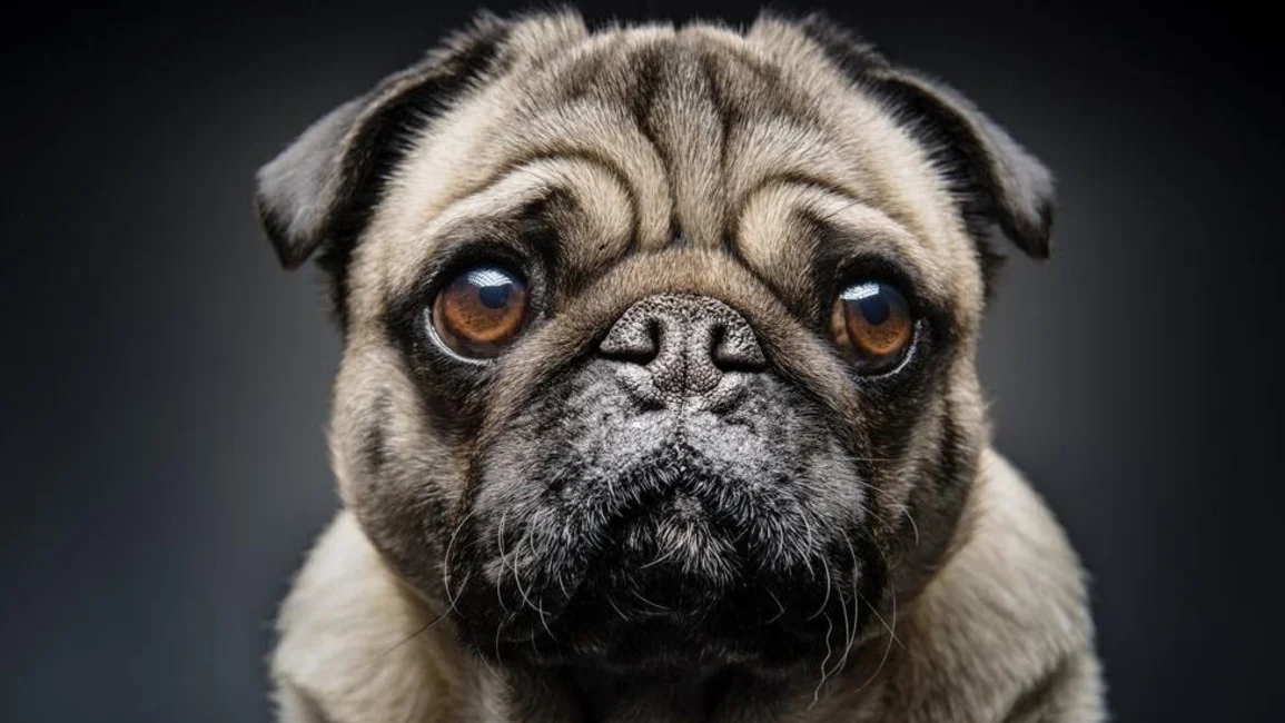 Hoy se celebra el Día Nacional del Perro. Enterate por qué se eligió esta fecha