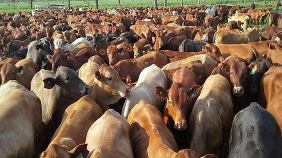 Fue acusada de realizar maniobras y quedarse con millones de pesos