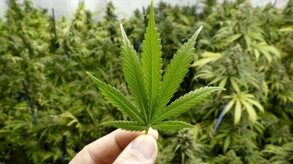 Boom del cultivo de marihuana