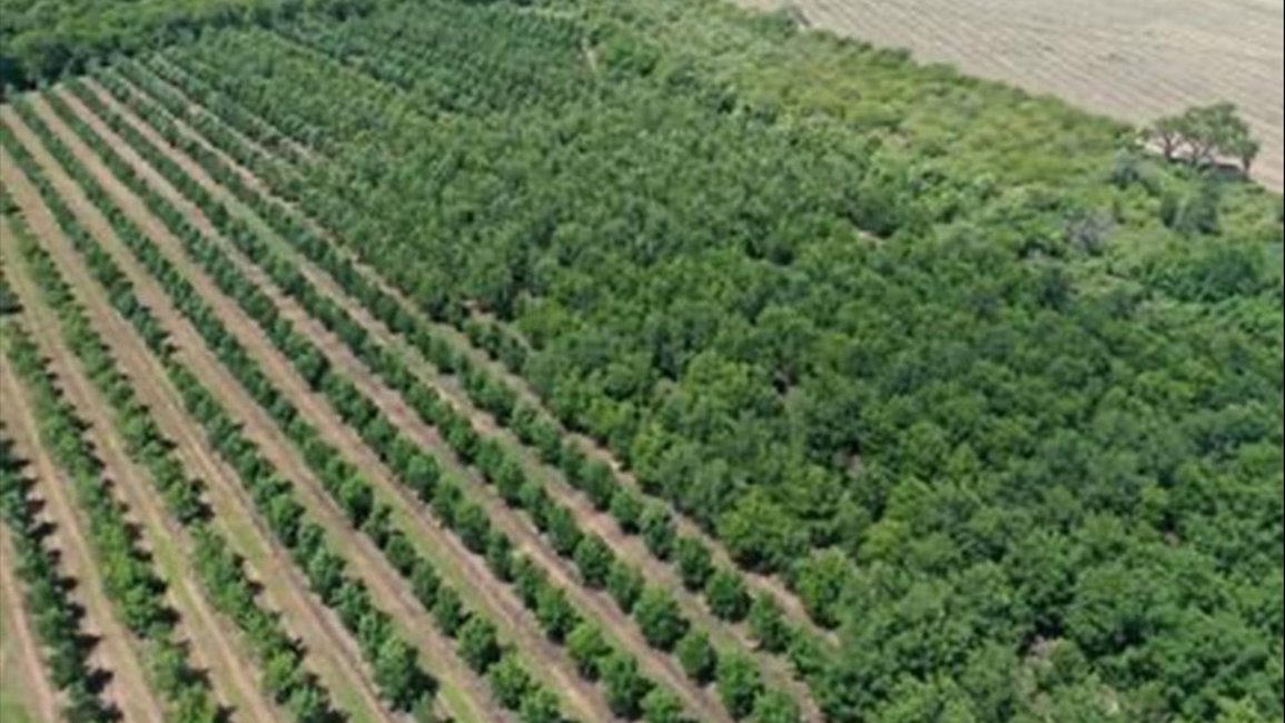 Crece una producción de nueces pecán en Río Piedras