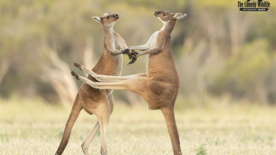   Sigue la carrera de los premios Comedy Wildlife Photography Awards 2021