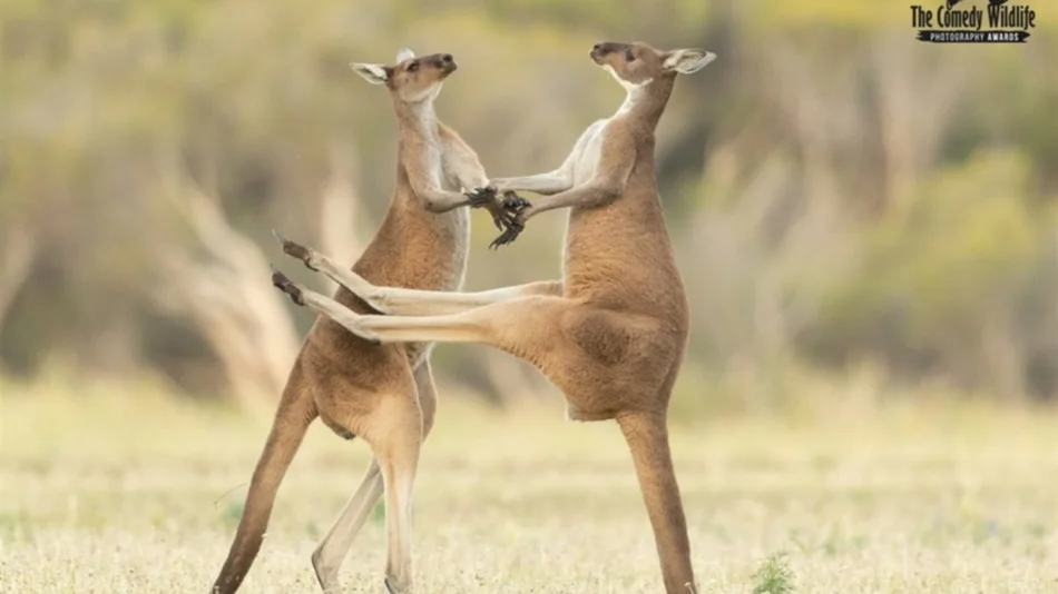   Sigue la carrera de los premios Comedy Wildlife Photography Awards 2021