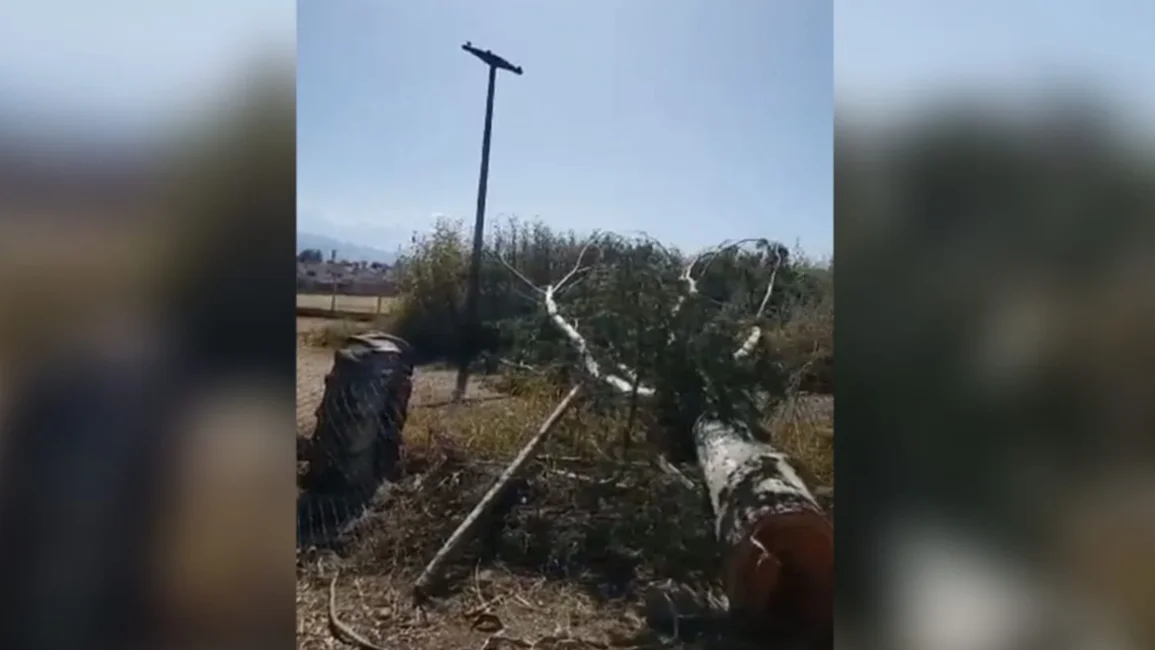 VIDEO. Tras la poda de un árbol, la zona norte de la ciudad sufrió un apagón