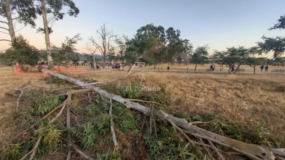 VIDEO. Alerta por un árbol caído en el parque Del Bicentenario