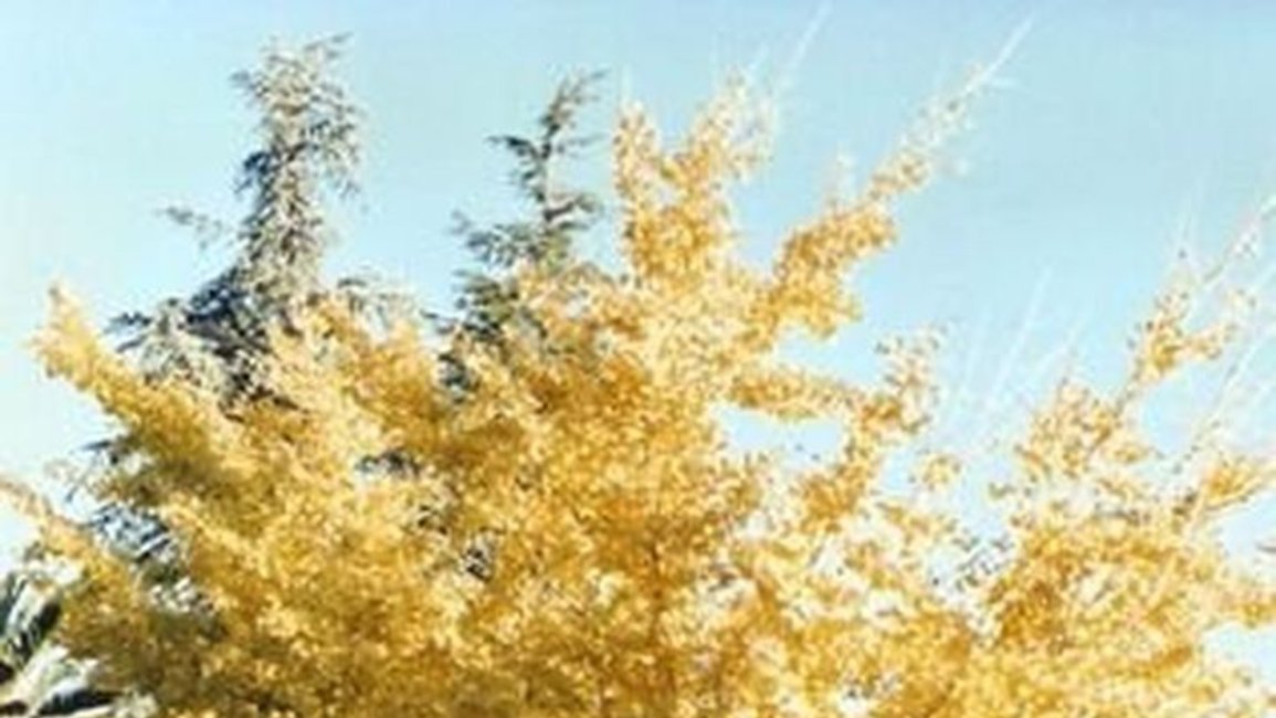 Ginkgo biloba, árbol que sobrevivió a la bomba atómica en Hiroshima, renace en Cafayate