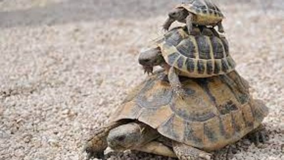 Cómo alimentar a las tortugas en cautiverio