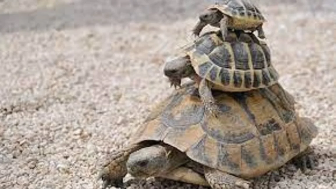 Cómo alimentar a las tortugas en cautiverio