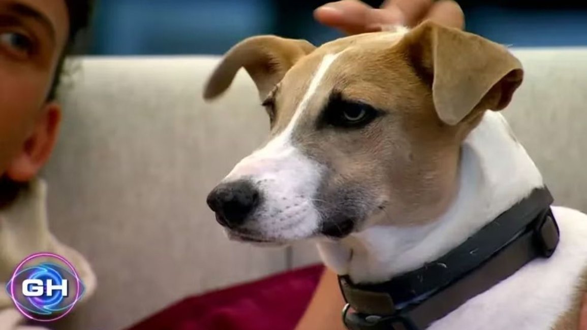 VIDEO. El perro de Gran Hermano sufrió un accidente y preocupó a todos los participantes