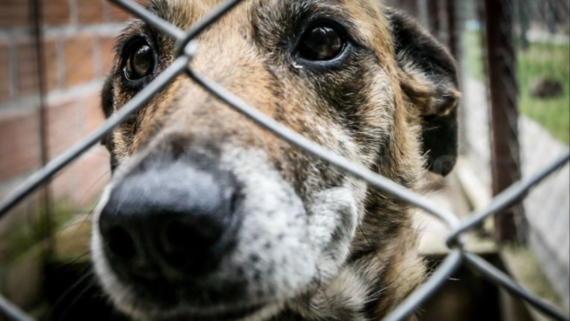 Tener un "amigo fiel" para siempre: hay más de 40 perritos que esperan cambiar vidas en el Centro de Adopciones Mancilla
