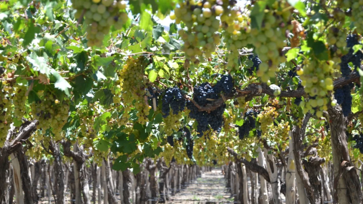 Una radiografía del mundo del vino en Salta