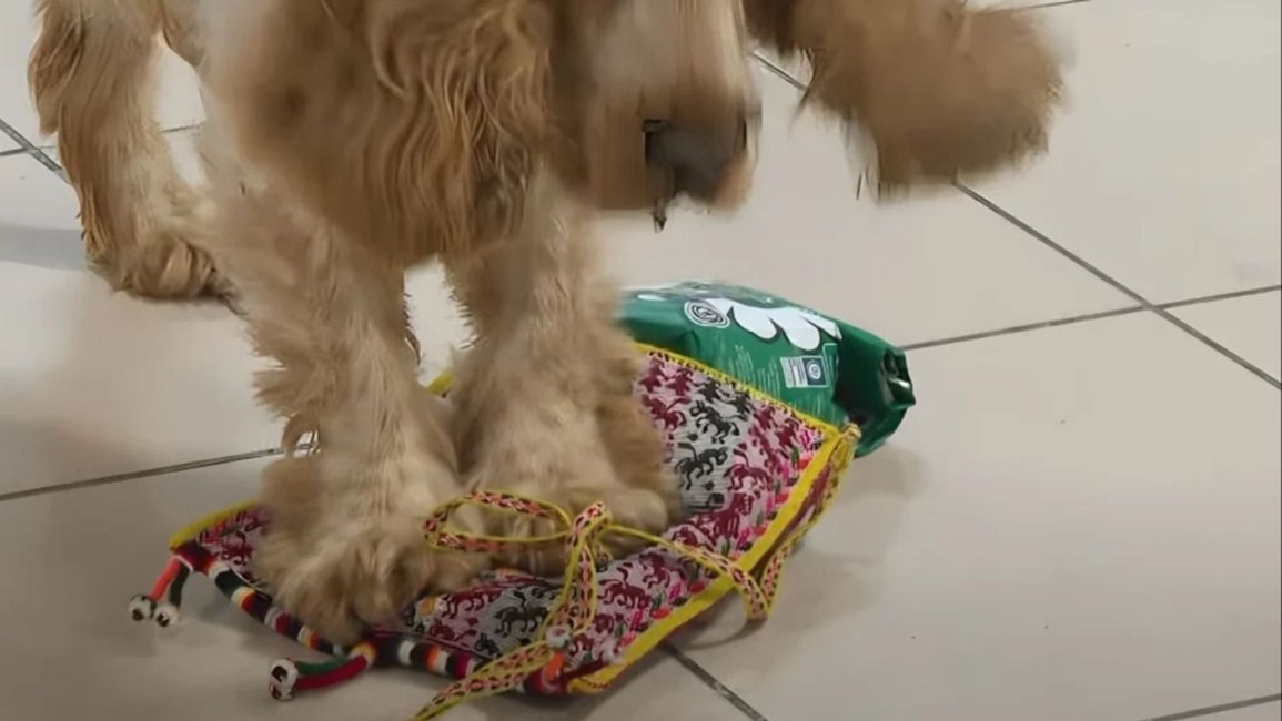 VIDEOS. Demoraron a un ciudadano boliviano en Cuba por llevar una bolsa de hojas de coca
