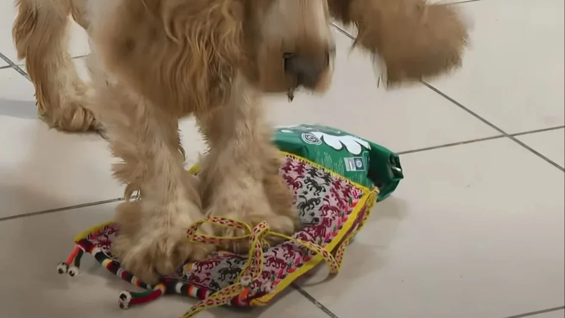 VIDEOS. Demoraron a un ciudadano boliviano en Cuba por llevar una bolsa de hojas de coca