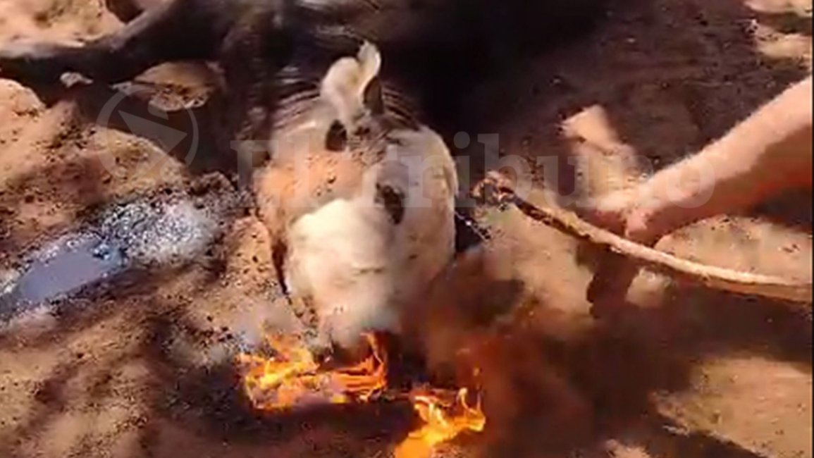VIDEO Derrame del pozo petrolero: "El vómito de una vaca se prende fuego, vamos a perder a los animales"