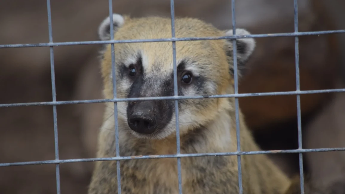 En del Día del Ambiente: un llamado a  proteger la fauna silvestre y repensar el vínculo con la naturaleza