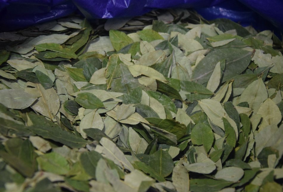Secuestran más de 1.300 kilos de hojas de coca que salieron de Salta