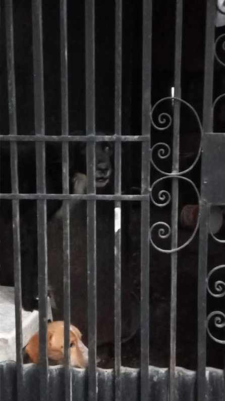 Indignación en Salta: la Justicia ordenó devolver animales rescatados a su dueña acusada de maltrato