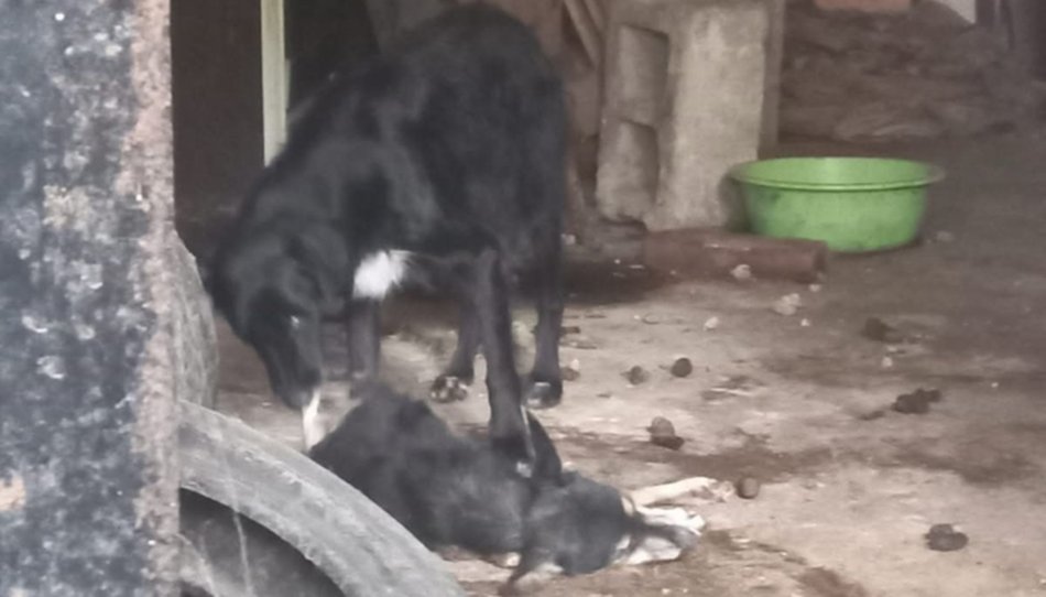 Indignación en Salta: la Justicia ordenó devolver animales rescatados a su dueña acusada de maltrato