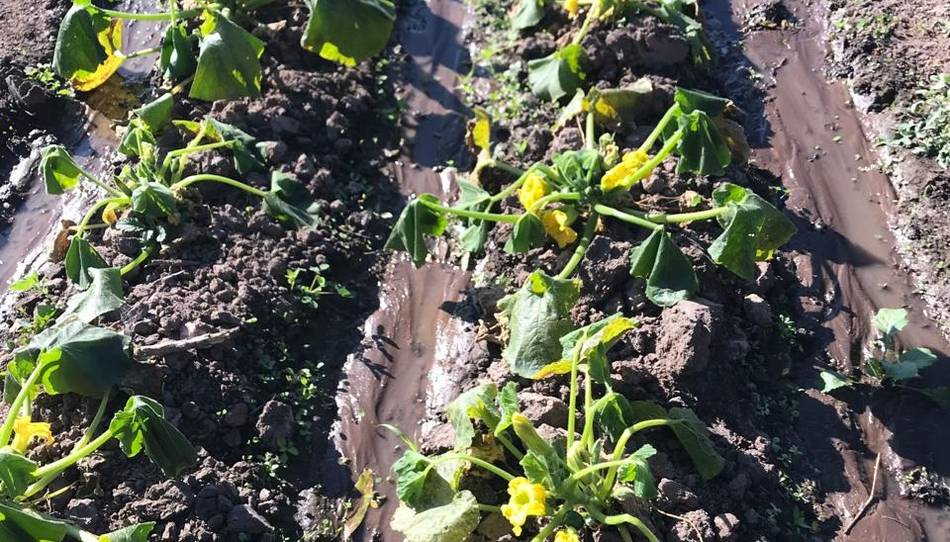 En Perico varios cultivos con pérdidas por las heladas