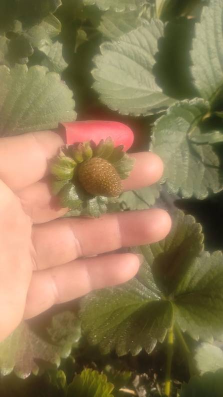 En Perico varios cultivos con pérdidas por las heladas