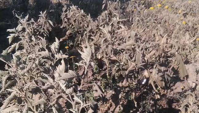 En Perico varios cultivos con pérdidas por las heladas