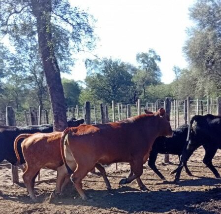 Usurpadores asolaban el sur de Anta por el "Desvío de Segheso"