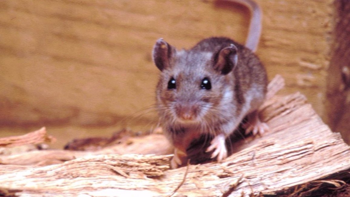 Confirmaron dos casos de hantavirus en Orán 